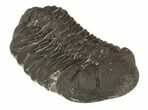 Morocops Trilobite - Almost No Rock With Hypostome #52424-2